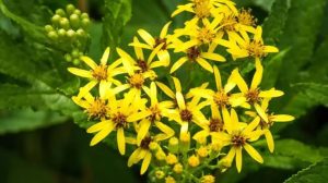 Verge d’or