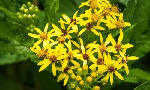 Verge d’or