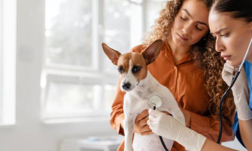mutuelle chien