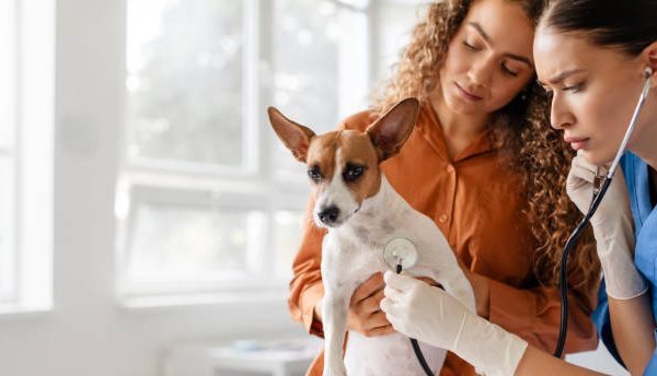 mutuelle chien