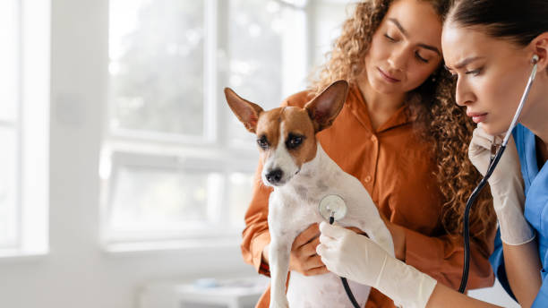mutuelle chien