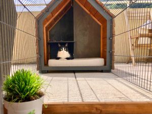 pension pour chat
