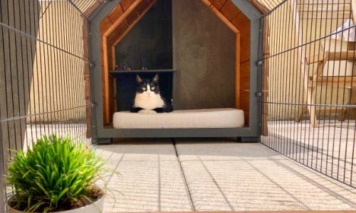 pension pour chat