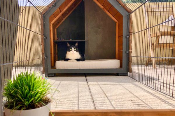 pension pour chat